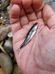 Notropis rubricroceus