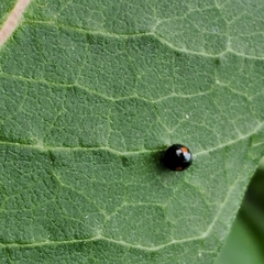 Chilocorus stigma
