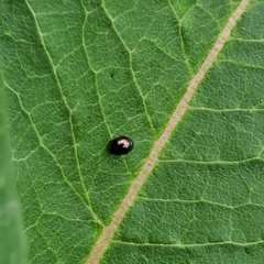 Chilocorus stigma
