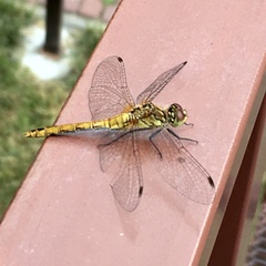 Sympetrum sanguineum