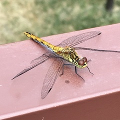 Sympetrum sanguineum