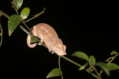 Furcifer angeli