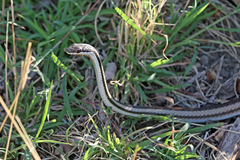 Dromicodryas bernieri