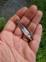 Notropis rubricroceus