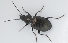 Agonum viduum