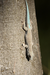 Phelsuma mutabilis