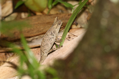 Brookesia superciliaris