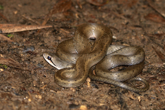 Thamnosophis infrasignatus