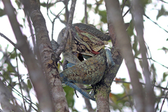 Calumma crypticum