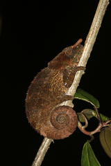 Calumma crypticum