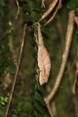 Palleon nasus