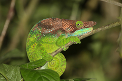 Calumma oshaughnessyi