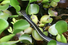 Thamnosophis lateralis