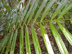 Calamus australis