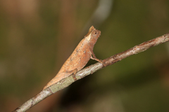 Brookesia superciliaris