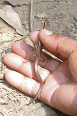 Madascincus