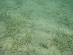 Torquigener flavimaculosus