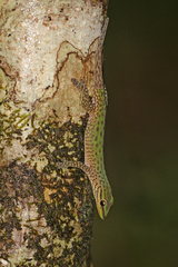 Phelsuma guttata