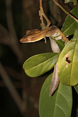 Uroplatus lineatus