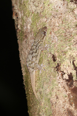 Geckolepis