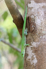 Phelsuma kochi