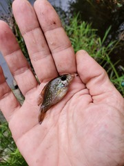 Enneacanthus gloriosus