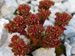 Sedum atratum