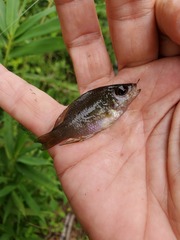 Enneacanthus gloriosus