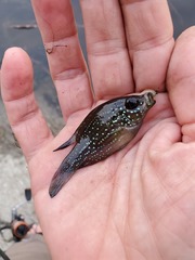 Enneacanthus gloriosus