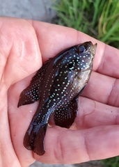 Enneacanthus gloriosus