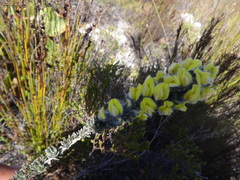 Aspalathus caledonensis