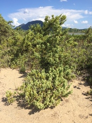 Juniperus