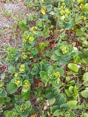 Wikstroemia retusa