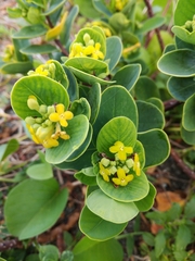 Wikstroemia retusa