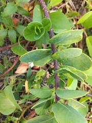 Wikstroemia retusa