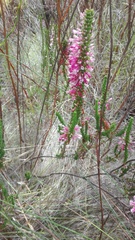 Erica colorans