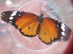 Danaus chrysippus