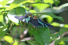 Chrysiridia rhipheus