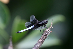 Thermorthemis madagascariensis