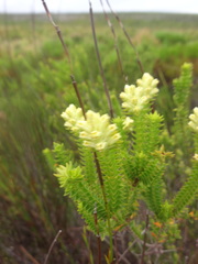 Penaea mucronata