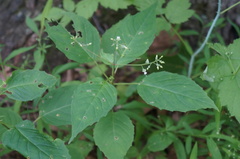 Circaea