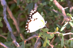 Belenois creona prorsus