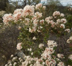 Pomaderris obcordata