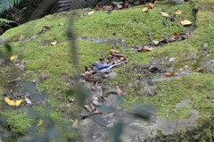 Motacilla clara