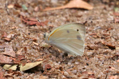 Belenois antsianaka