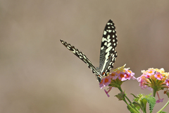 Papilio erithonioides