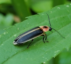 Photinus pyralis