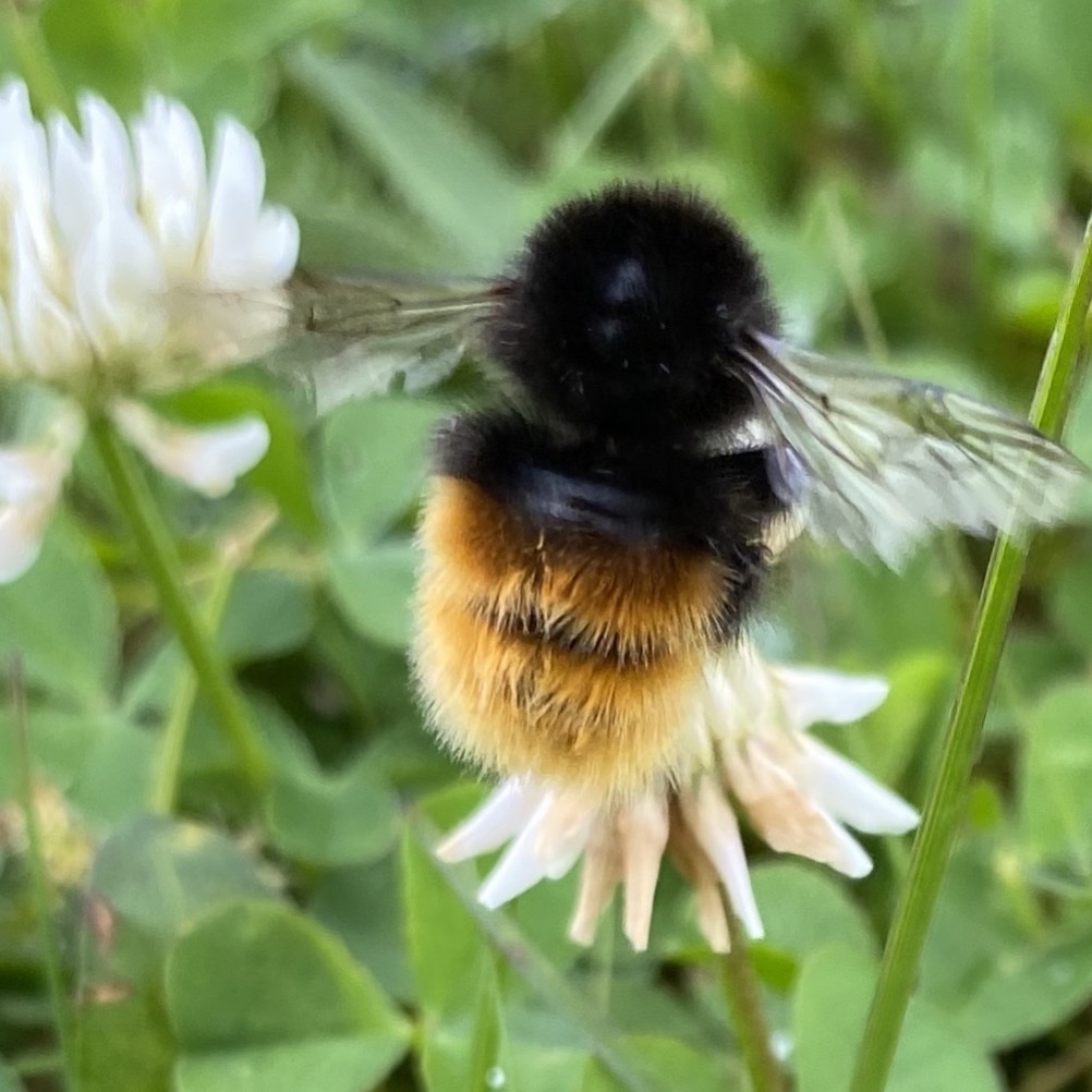 (Bombus alpinus alpinus) - Colorado Native Bee