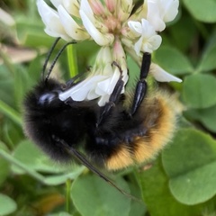 Bombus alpinus