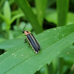 Photinus pyralis